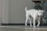 poster-24978-volkswagen-le-chien-68x45