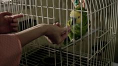 poster-25047-raaw-pet-food-tester-236x132