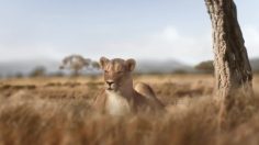 poster-25114-canalsat-canalsat-a-la-demande-la-lionne-musique-236x132