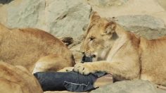 poster-25269-zoo-jeans-zoo-jeans-making-movie-236x132