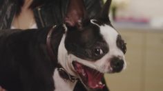 poster-25311-kimpton-hotels-a-screaming-welcome-236x132