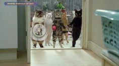 poster-25344-la-journee-mondiale-du-chat-2014-08-08-236x132