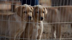 poster-25351-budweiser-puppy-love-236x132