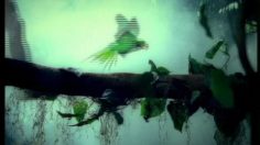 poster-2554-royco-minute-soup-reve-de-tarzan-236x132