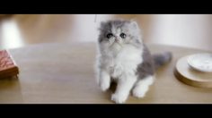 poster-25585-coca-cola-diet-coke-kittens-236x132