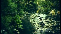 poster-2579-golden-cap-inconsolable-236x132