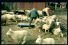 poster-2726-de-morgen-tonte-de-moutons-68x45