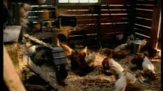 poster-2791-burger-king-cows-236x132