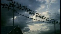 poster-2846-vodafone-the-birds-236x132