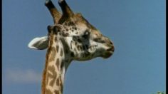 poster-2920-swissinfo-swissinfo-org-girafe-236x132