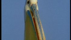 poster-2923-swissinfo-swissinfo-org-pelican-236x132