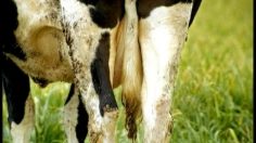 poster-3109-reckitt-benckisser-fogo-insecticide-cow-236x132
