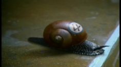 poster-3209-guinness-extra-cold-snail-236x132