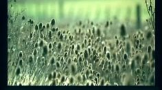 poster-3563-sncf-tgv-tree-people-236x132