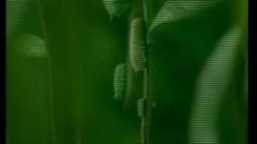 poster-3707-unif-green-tea-worms-236x132