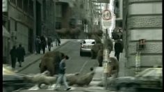 poster-3816-sure-sport-men-fanimals-236x132