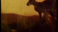 poster-4080-nestle-merveilles-du-monde-les-animaux-236x132
