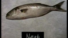 poster-4350-soho-soda-poisson-236x132