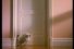 poster-4816-soupline-un-peu-de-douceur-dans-un-monde-de-brutes-68x45