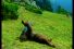 poster-4902-valvert-ours-et-loups-68x45