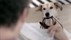 poster-5174-ikea-ektorp-dog-236x132