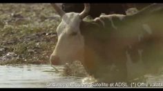 poster-5360-canalsat-les-grandes-chaines-documentaires-crocodiles-236x132