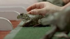 poster-5641-acadomia-soutien-scolaire-la-grenouille-a-du-potentiel-236x132