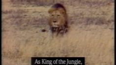 poster-6342-budweiser-biere-roi-de-la-jungle-236x132
