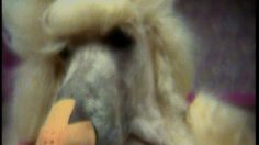 poster-6736-ariston-dogs-236x132