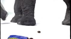 poster-6818-fazer-tyrkisk-peber-l-elephant-236x132