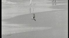 poster-7883-protection-animaux-adoption-beach-236x132