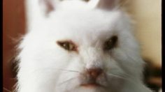 poster-8974-protection-animaux-sterilisation-got-it-goin-on-236x132