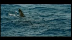 poster-9141-hollywood-kids-calcium-requin-236x132