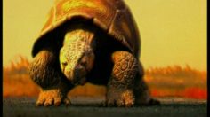 poster-9653-brahma-turtle-236x132