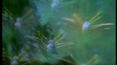 poster-9749-anti-drogue-brain-in-the-nature-236x132