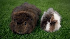 poster-25695-testicular-cancer-canada-cancer-des-testicules-furballs-236x132