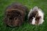 poster-25695-testicular-cancer-canada-cancer-des-testicules-furballs-68x45