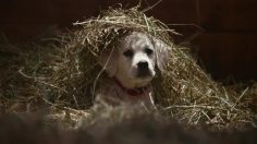 poster-25898-budweiser-lost-dog-236x132