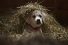 poster-25898-budweiser-lost-dog-68x45
