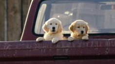 poster-25926-first-bank-puppies-for-sale-236x132