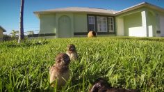 poster-26001-gopro-owl-dance-off-236x132