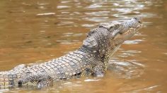 poster-26156-land-rover-genuine-parts-crocodile-236x132