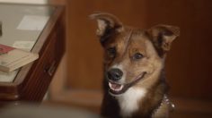 poster-26223-fundacion-argentina-de-transplante-don-d-organes-the-man-and-the-dog-236x132