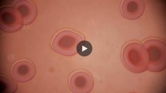 Blood-cells-236x132