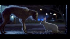 poster-26374-blue-cross-for-pets-protection-animaux-i-will-survive-236x132