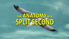 poster-26390-road-safety-authority-rsa-securite-routiere-anatomy-of-a-split-second-236x132