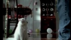 poster-26559-plus-white-brosse-a-dent-cat-236x132