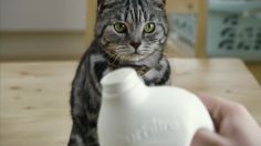 poster-26565-cravendale-cats-with-thumbs-236x132