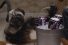 poster-26872-mountain-dew-kickstart-puppymonkeybaby-68x45