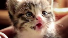 poster-26923-truth-catmageddon-236x132